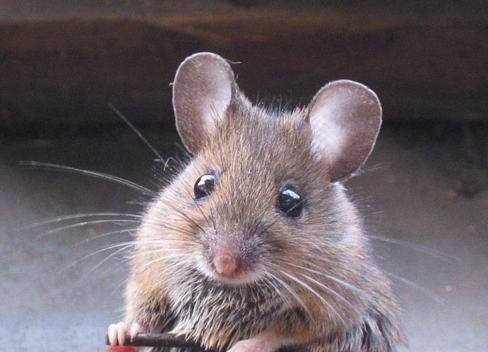 Otago Daily Times: глютен провоцирует воспалительные процессы у мышей